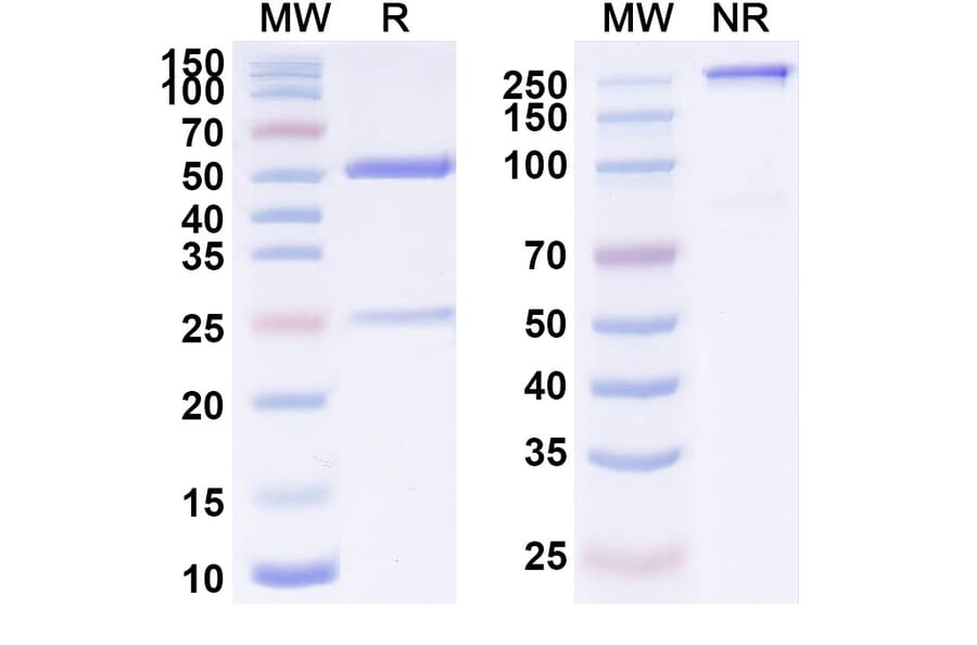 SDS-PAGE - Anti-ErbB2 Antibody [BAY 271439] Biosimilar - BSA and Azide free (A339932) - Antibodies.com