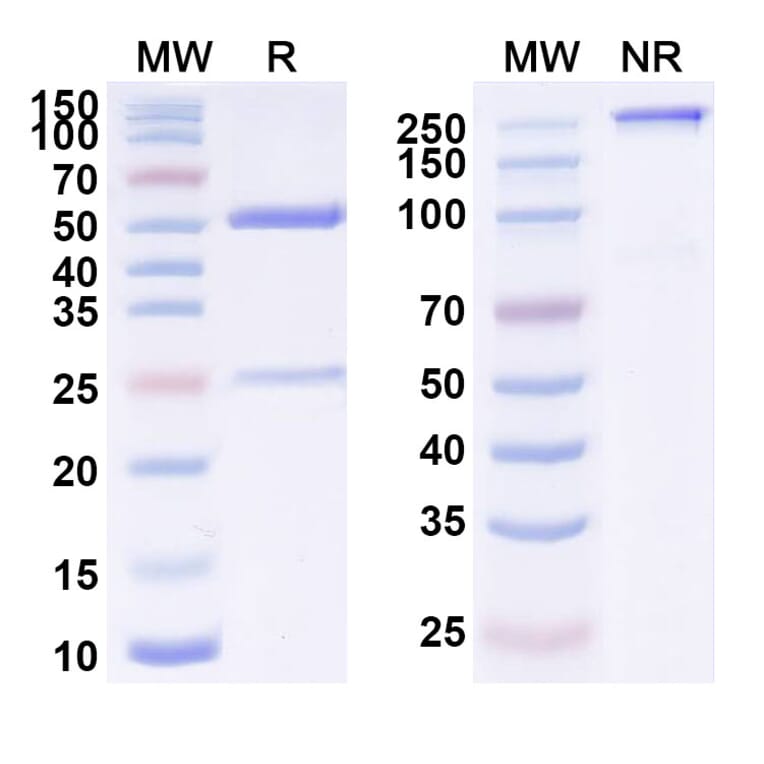 SDS-PAGE - Anti-ErbB2 Antibody [BT2111] Biosimilar - BSA and Azide free (A339933) - Antibodies.com