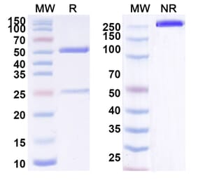 SDS-PAGE - Anti-ErbB2 Antibody [BAT16] Biosimilar - BSA and Azide free (A339935) - Antibodies.com