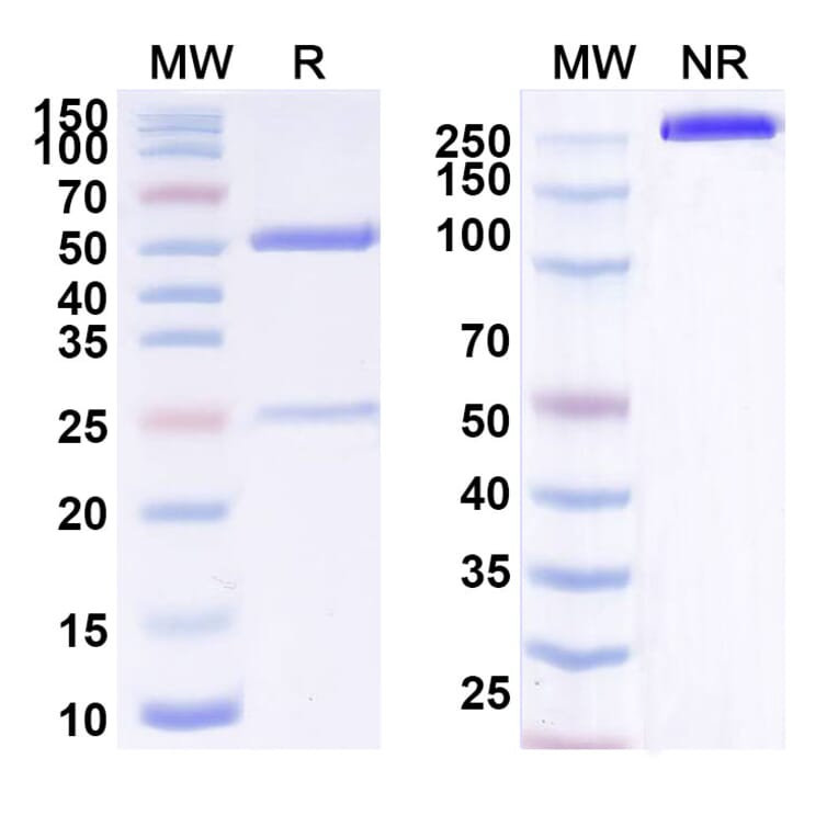 SDS-PAGE - Anti-ErbB2 Antibody [BAT16] Biosimilar - BSA and Azide free (A339935) - Antibodies.com