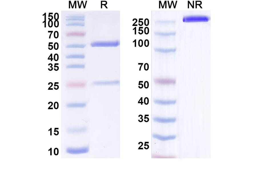SDS-PAGE - Anti-ErbB2 Antibody [BAT81] Biosimilar - BSA and Azide free (A339936) - Antibodies.com