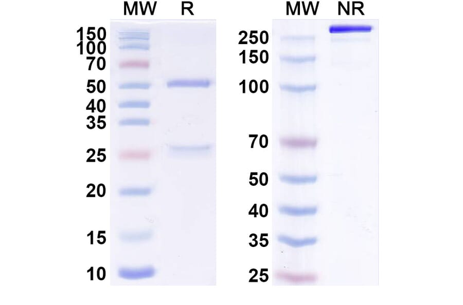 SDS-PAGE - Anti-ErbB2 Antibody [BDC-11] Biosimilar - BSA and Azide free (A339938) - Antibodies.com