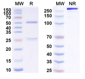 SDS-PAGE - Anti-ErbB2 Antibody [CAT-1-16] Biosimilar - BSA and Azide free (A339940) - Antibodies.com