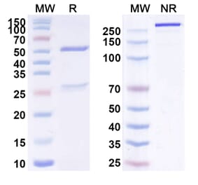 SDS-PAGE - Anti-ErbB2 Antibody [CMI Cuba 5G4] Biosimilar - BSA and Azide free (A339941) - Antibodies.com