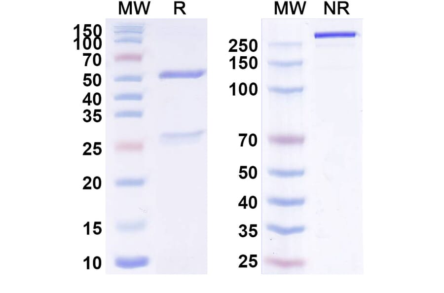 SDS-PAGE - Anti-ErbB2 Antibody [CMI Cuba 5G4] Biosimilar - BSA and Azide free (A339941) - Antibodies.com