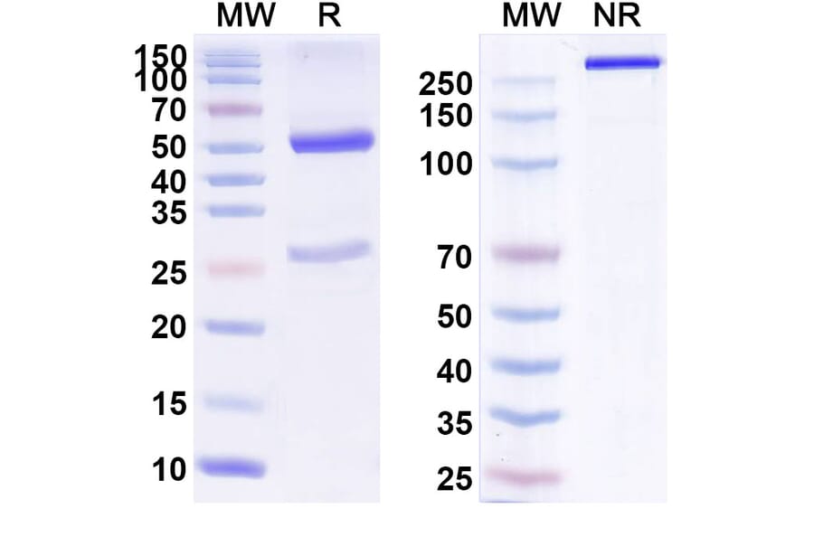 SDS-PAGE - Anti-ErbB2 Antibody [FS12] Biosimilar - BSA and Azide free (A339945) - Antibodies.com