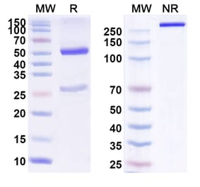 SDS-PAGE - Anti-ErbB2 Antibody [DHES815A] Biosimilar - BSA and Azide free (A339946) - Antibodies.com