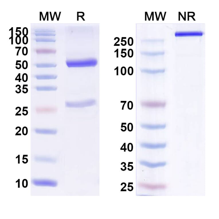 SDS-PAGE - Anti-ErbB2 Antibody [DHES815A] Biosimilar - BSA and Azide free (A339946) - Antibodies.com