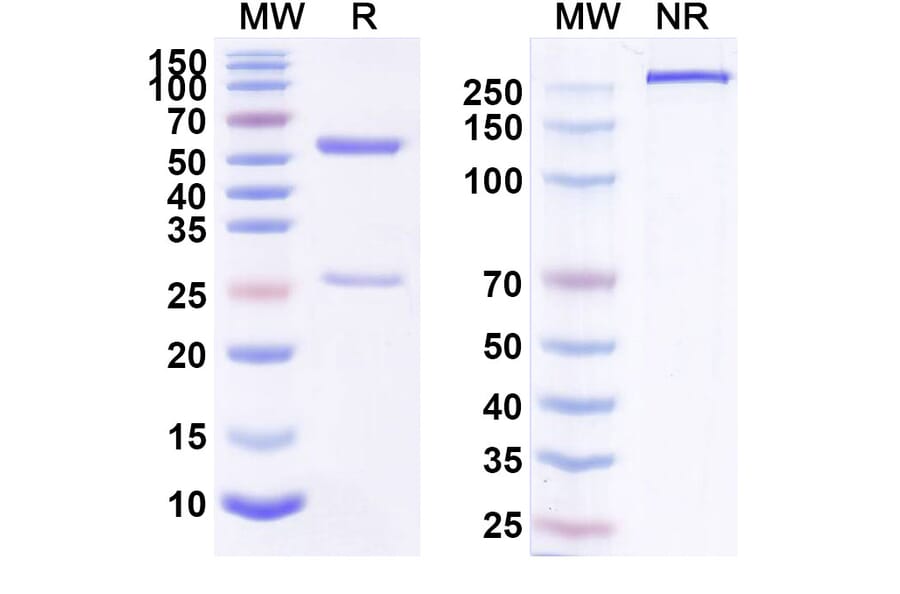SDS-PAGE - Anti-ErbB2 Antibody [HuMax-Her2] Biosimilar - BSA and Azide free (A339947) - Antibodies.com