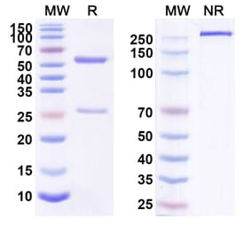 SDS-PAGE - Anti-ErbB2 Antibody [GB251] Biosimilar - BSA and Azide free (A339948) - Antibodies.com