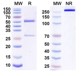 SDS-PAGE - Anti-ErbB2 Antibody [GNR-27] Biosimilar - BSA and Azide free (A339950) - Antibodies.com