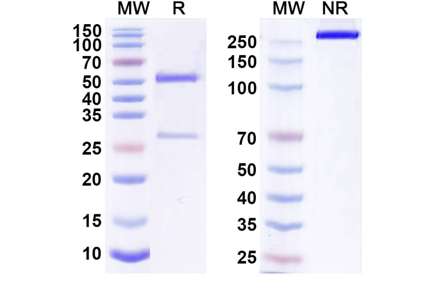 SDS-PAGE - Anti-ErbB2 Antibody [DXL72] Biosimilar - BSA and Azide free (A339952) - Antibodies.com
