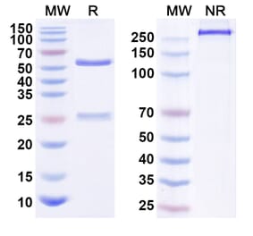 SDS-PAGE - Anti-ErbB2 Antibody [JHL1188] Biosimilar - BSA and Azide free (A339953) - Antibodies.com