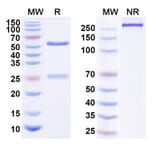 SDS-PAGE - Anti-ErbB2 Antibody [JHL1199] Biosimilar - BSA and Azide free (A339954) - Antibodies.com