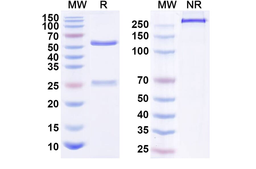 SDS-PAGE - Anti-ErbB2 Antibody [T1E28z] Biosimilar - BSA and Azide free (A339955) - Antibodies.com