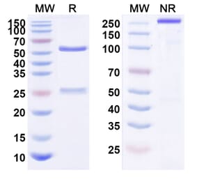 SDS-PAGE - Anti-ErbB2 Antibody [KL-A166] Biosimilar - BSA and Azide free (A339956) - Antibodies.com