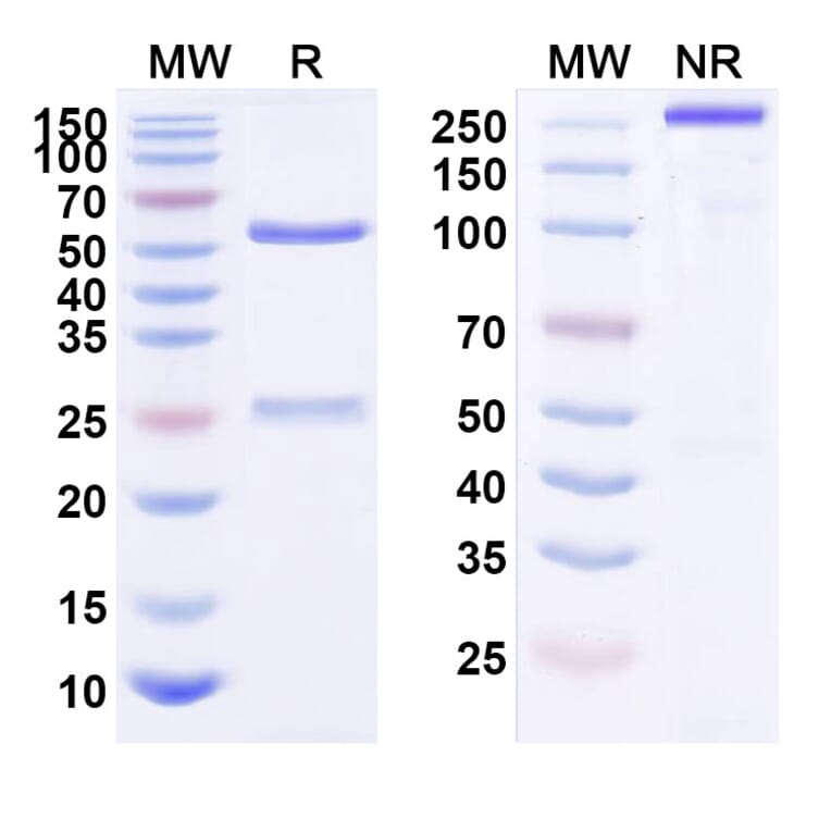 SDS-PAGE - Anti-ErbB2 Antibody [KL-A166] Biosimilar - BSA and Azide free (A339956) - Antibodies.com