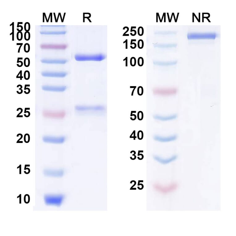 SDS-PAGE - Anti-ErbB2 Antibody [MEDI4276] Biosimilar - BSA and Azide free (A339959) - Antibodies.com
