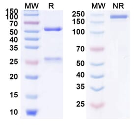 SDS-PAGE - Anti-ErbB2 Antibody [m86] Biosimilar - BSA and Azide free (A339961) - Antibodies.com