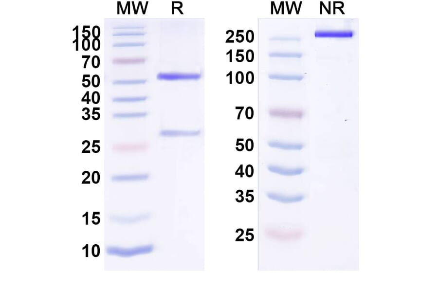 SDS-PAGE - Anti-ErbB2 Antibody [PF-68413] Biosimilar - BSA and Azide free (A339964) - Antibodies.com