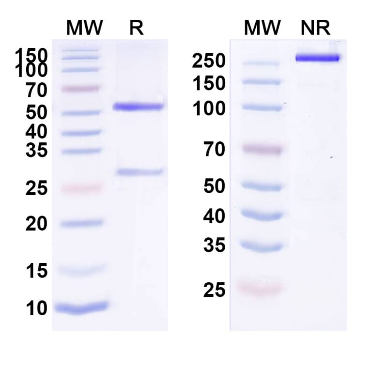 SDS-PAGE - Anti-ErbB2 Antibody [PF-68413] Biosimilar - BSA and Azide free (A339964) - Antibodies.com