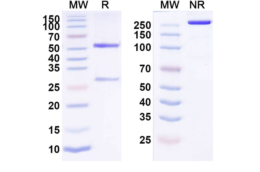 SDS-PAGE - Anti-ErbB2 Antibody [PF-6888667] Biosimilar - BSA and Azide free (A339965) - Antibodies.com