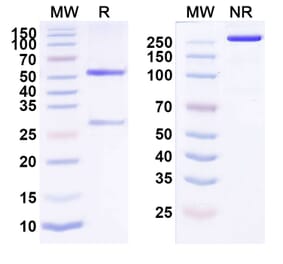 SDS-PAGE - Anti-ErbB2 Antibody [MI134] Biosimilar - BSA and Azide free (A339966) - Antibodies.com