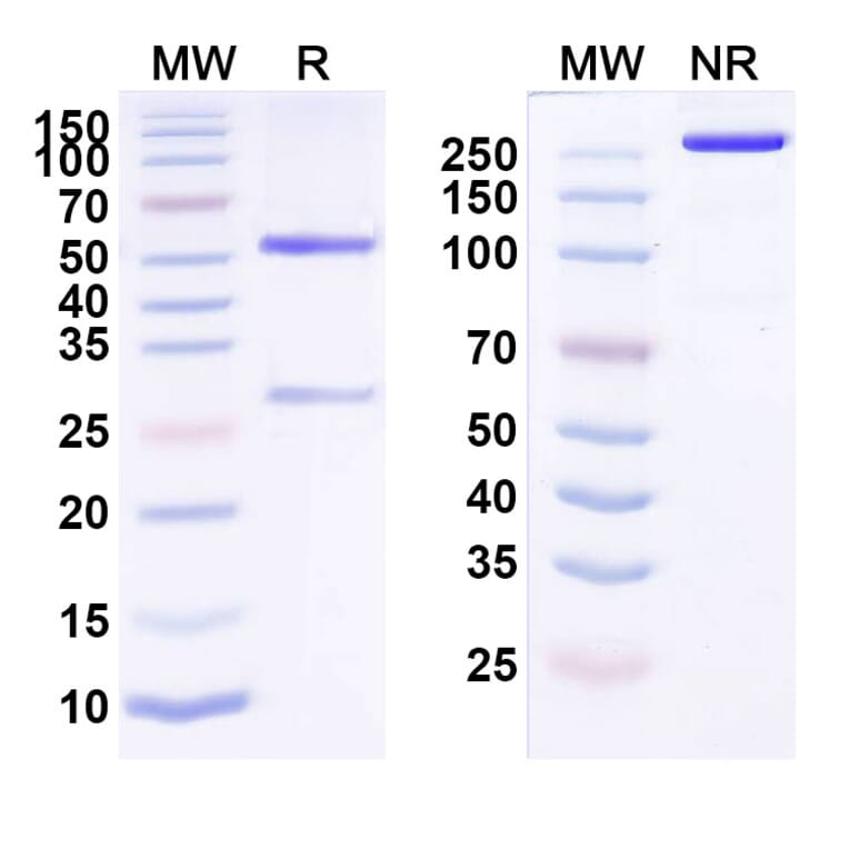 SDS-PAGE - Anti-ErbB2 Antibody [SBT65] Biosimilar - BSA and Azide free (A339967) - Antibodies.com