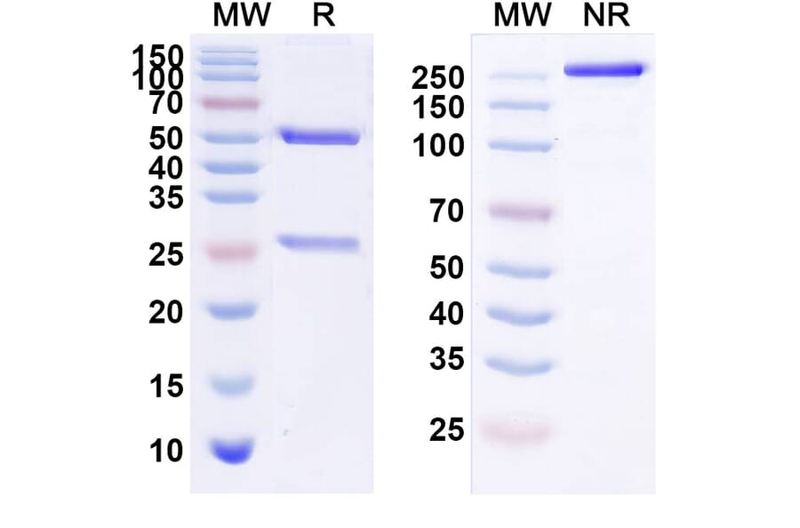 SDS-PAGE - Anti-ErbB2 Antibody [1F2] Biosimilar - BSA and Azide free (A339968) - Antibodies.com