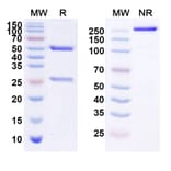 SDS-PAGE - Anti-ErbB2 Antibody [1F2] Biosimilar - BSA and Azide free (A339968) - Antibodies.com