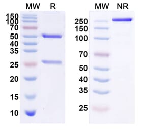 SDS-PAGE - Anti-ErbB2 Antibody [TAA13] Biosimilar - BSA and Azide free (A339970) - Antibodies.com