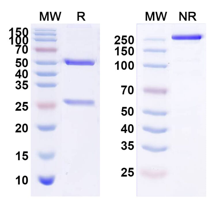 SDS-PAGE - Anti-ErbB2 Antibody [TAA13] Biosimilar - BSA and Azide free (A339970) - Antibodies.com