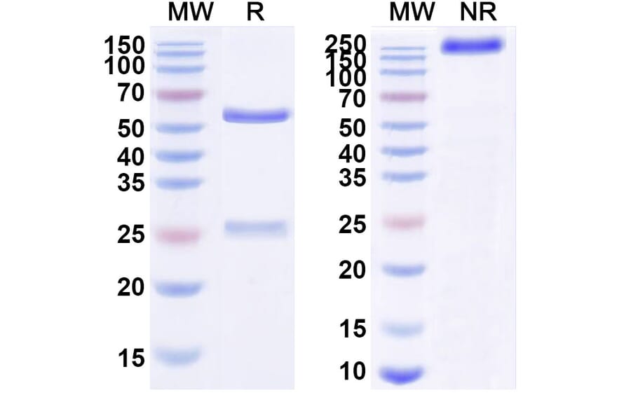 SDS-PAGE - Anti-ErbB2 Antibody [VB7-756] Biosimilar - BSA and Azide free (A339971) - Antibodies.com