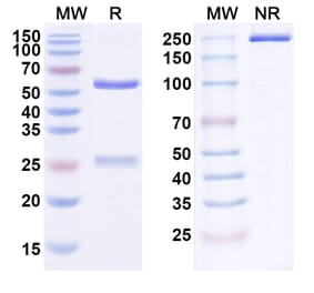 SDS-PAGE - Anti-ErbB3 Antibody [AV-23] Biosimilar - BSA and Azide free (A339975) - Antibodies.com