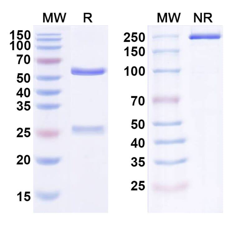 SDS-PAGE - Anti-ErbB3 Antibody [AV-23] Biosimilar - BSA and Azide free (A339975) - Antibodies.com