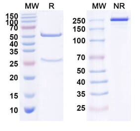 SDS-PAGE - Anti-ErbB3 Antibody [GSK284933] Biosimilar - BSA and Azide free (A339978) - Antibodies.com