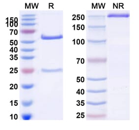 SDS-PAGE - Anti-ErbB3 Antibody [MP-RM-1] Biosimilar - BSA and Azide free (A339979) - Antibodies.com