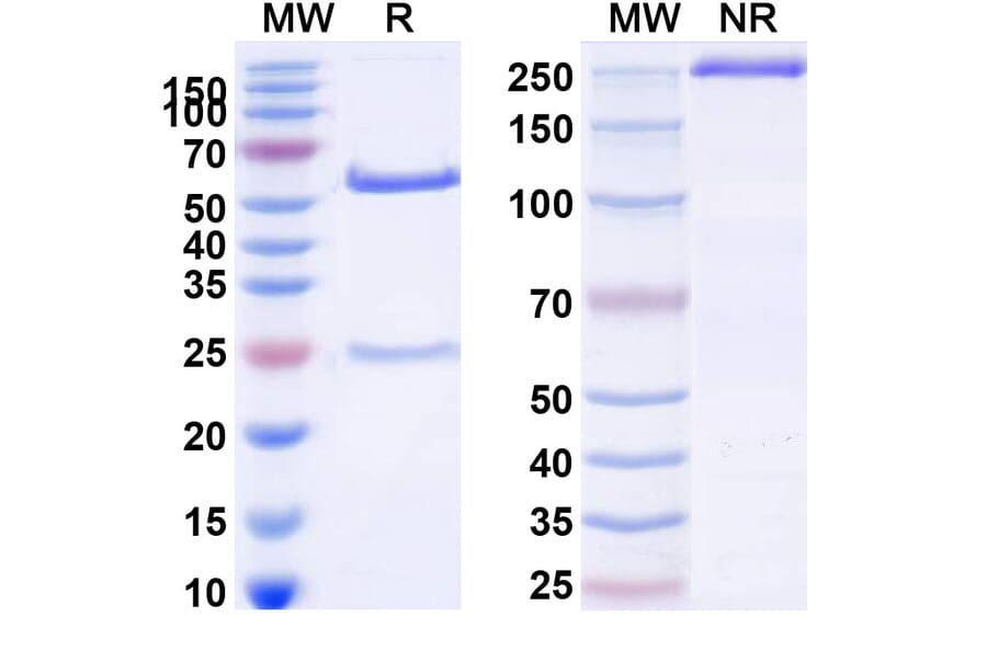 SDS-PAGE - Anti-ErbB3 Antibody [MP-RM-1] Biosimilar - BSA and Azide free (A339979) - Antibodies.com