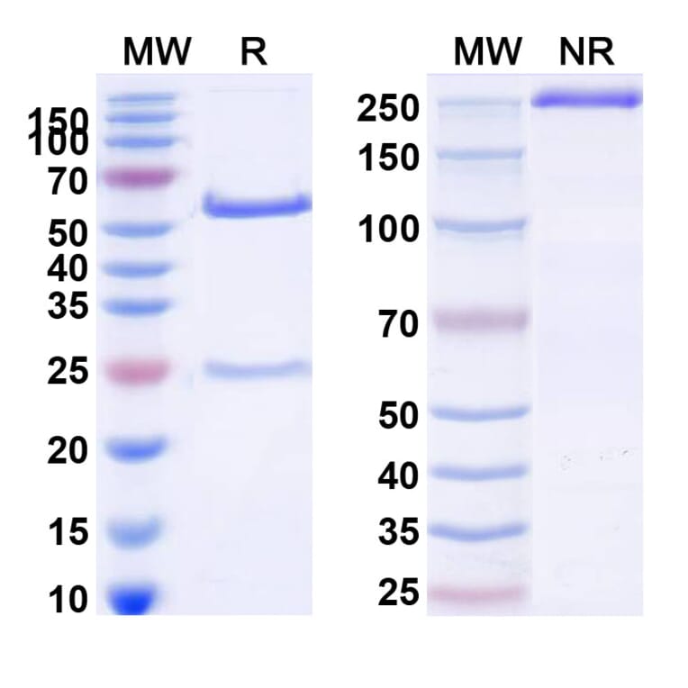 SDS-PAGE - Anti-ErbB3 Antibody [MP-RM-1] Biosimilar - BSA and Azide free (A339979) - Antibodies.com