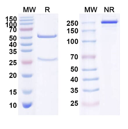 SDS-PAGE - Anti-ErbB3 Antibody [REGN14] Biosimilar - BSA and Azide free (A339980) - Antibodies.com