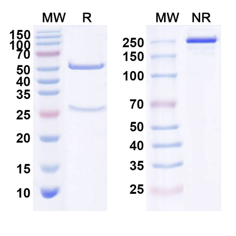 SDS-PAGE - Anti-ErbB3 Antibody [REGN14] Biosimilar - BSA and Azide free (A339980) - Antibodies.com