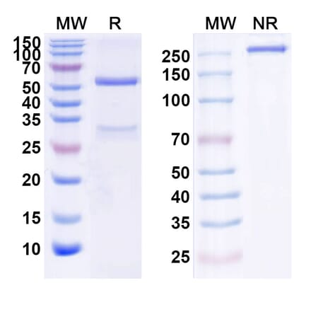 SDS-PAGE - Anti-ErbB3 Antibody [SGP1] Biosimilar - BSA and Azide free (A339981) - Antibodies.com