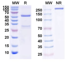 SDS-PAGE - Anti-HGF Antibody [ABX11] Biosimilar - BSA and Azide free (A339982) - Antibodies.com