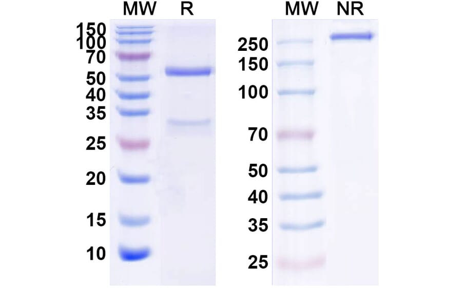 SDS-PAGE - Anti-HGF Antibody [ABX11] Biosimilar - BSA and Azide free (A339982) - Antibodies.com