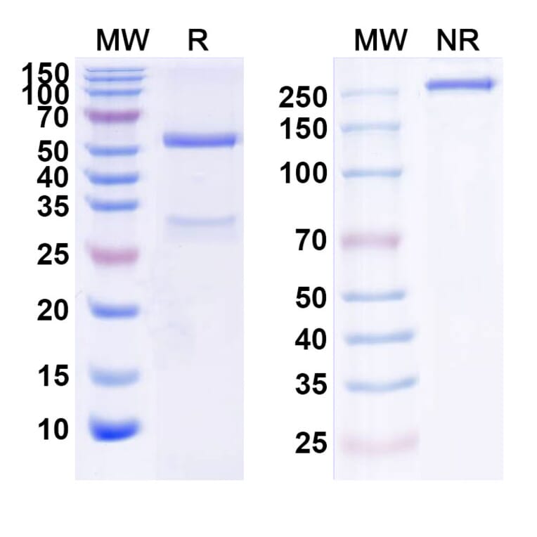 SDS-PAGE - Anti-HGF Antibody [ABX11] Biosimilar - BSA and Azide free (A339982) - Antibodies.com