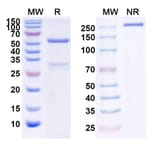 SDS-PAGE - Anti-HGF Antibody [TAK-71] Biosimilar - BSA and Azide free (A339983) - Antibodies.com