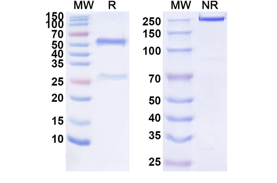 SDS-PAGE - Anti-HGF Antibody [YYB11] Biosimilar - BSA and Azide free (A339984) - Antibodies.com