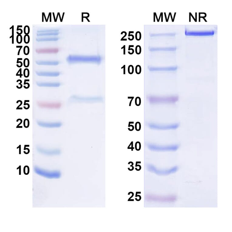 SDS-PAGE - Anti-CD74 Antibody [IMMU-14] Biosimilar - BSA and Azide free (A339987) - Antibodies.com