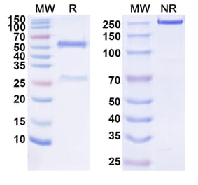 SDS-PAGE - Anti-CD74 Antibody [IMMU-114] Biosimilar - BSA and Azide free (A339988) - Antibodies.com