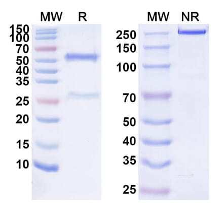 SDS-PAGE - Anti-CD74 Antibody [IMMU-114] Biosimilar - BSA and Azide free (A339988) - Antibodies.com